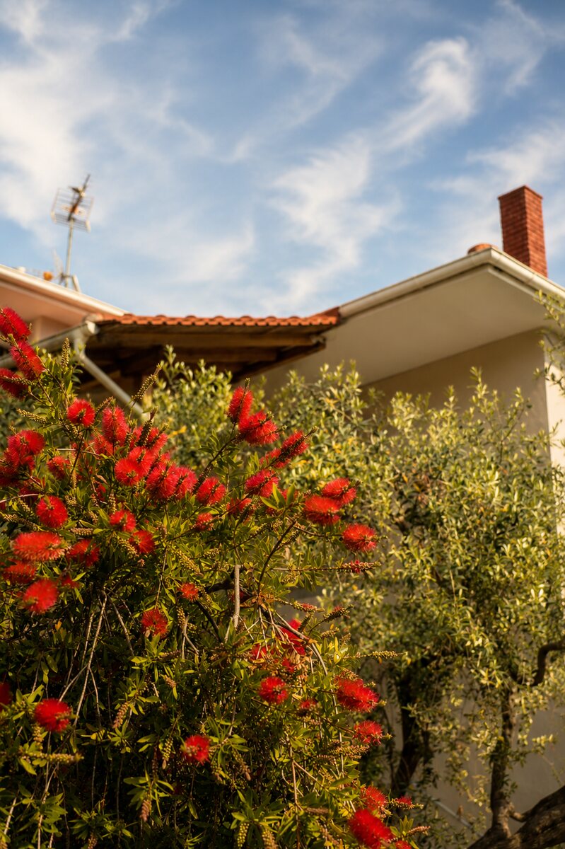 Bottlebrush flowers in the garden against the house